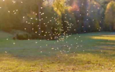 Mosquito swarm outdoors in a residential area, ready for Russells Professional Pest Control in Ehrlich.