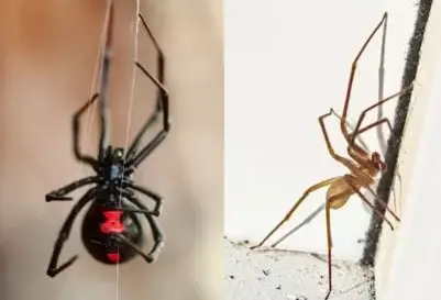 images of black widow spider and brown recluse spider in tennessee side by side comparison