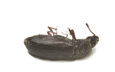 Powderpost beetle identification in Knoxville TN. Russell's Pest Control